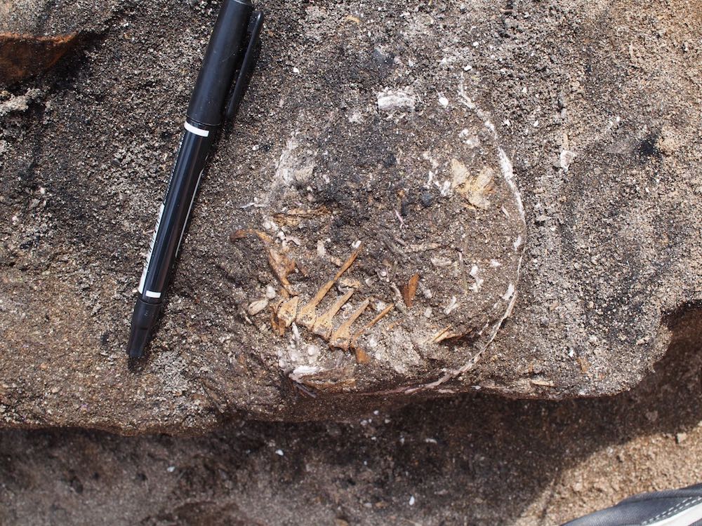 Articulated bones of rockfish (possibly), excavated from Hamanaka 2 site, Hokkaido, Japan