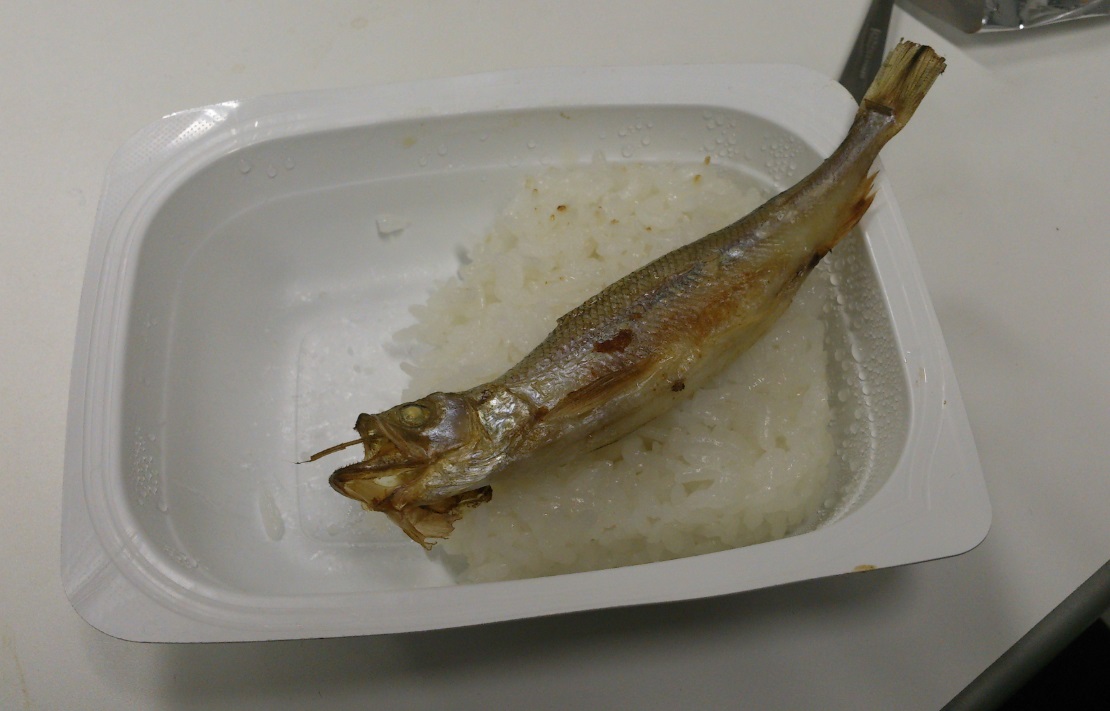 Mallotus villosus in a laboratory at night