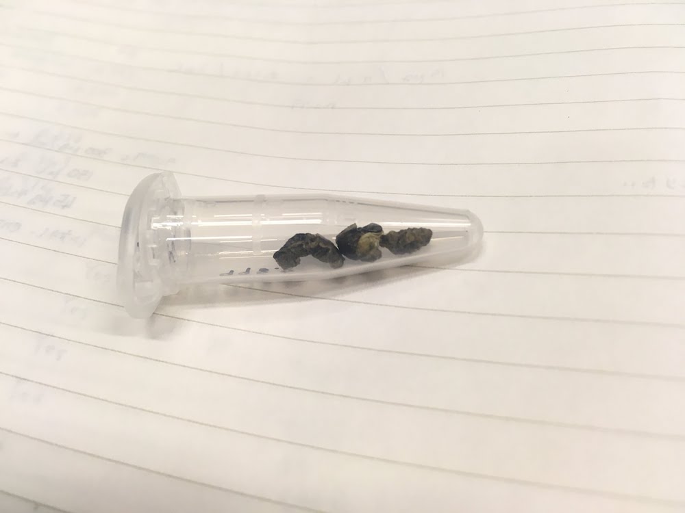 Meconium sample of Japanese macaque