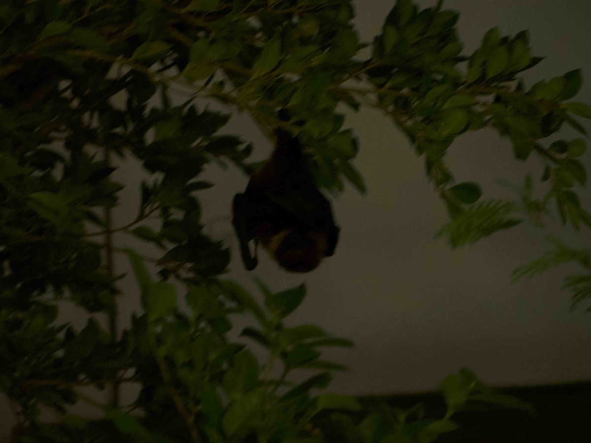 Pteropodidae in a night