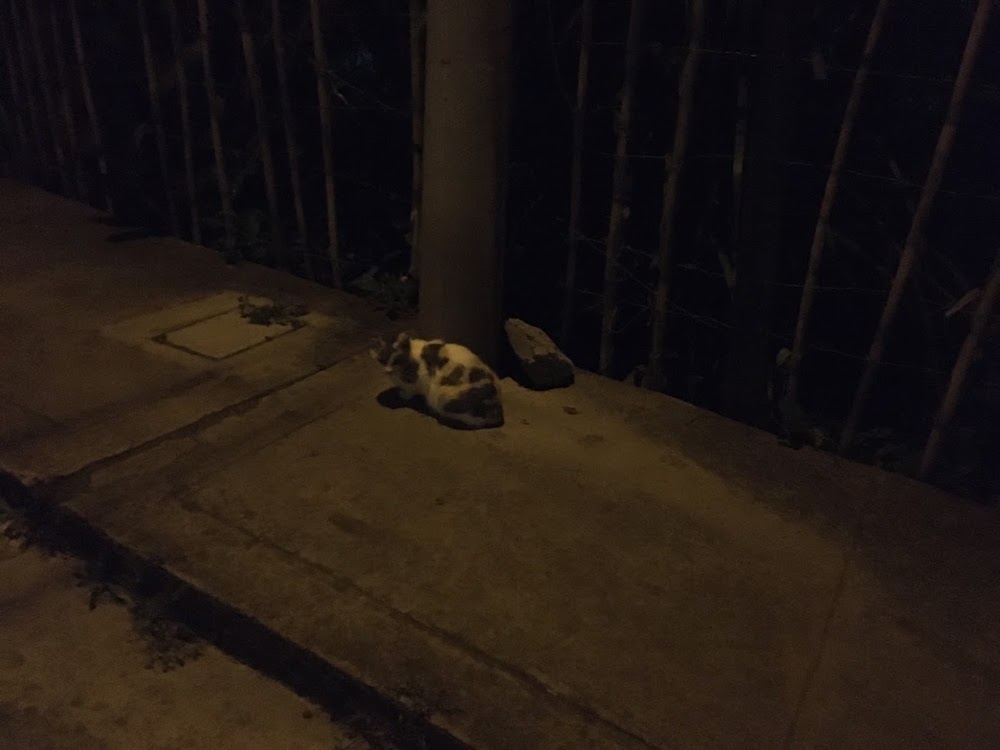 Cat in a night