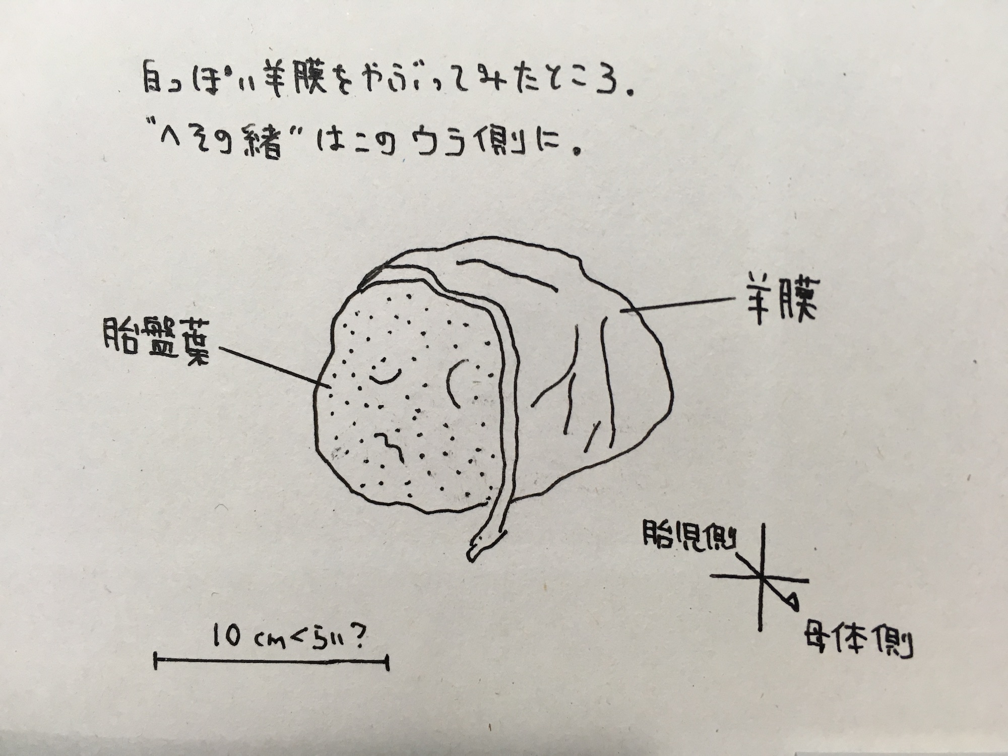 Illustration of placenta